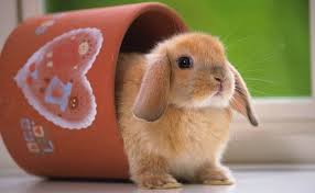 Tres Animales Exoticos Que Te Gustaria Tener En Casa