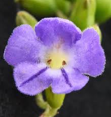 Image result for Nesogenaceae