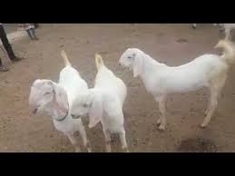 A female goat has a 5 months gestation period, after five months they give birth, normally with two kids, some give single or some goats also give triplets. Sojat Kids Male Female Youtube