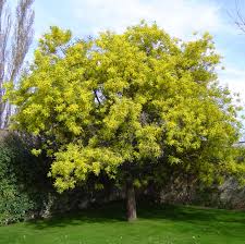 Image result for Acacia dealbata