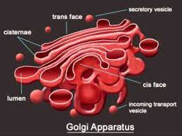 An animal cell ranges in size from 10 to 30 µm. Golgi Apparatus Definition Function And Structure Biology Dictionary