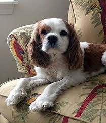 Check spelling or type a new query. 8 30 17 Sudbury Ma Cavalier King Charles Spaniel Meet Charlie A Dog For Adoption Cavalier King Charles Cavalier King Charles Spaniel King Charles