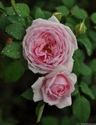 Potter And Moore Rose Photo David Austin Roses Rose Rose Photos