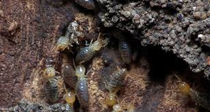 December 16, 2009just a simple hot oil treatment you can make at home!visit my second channel. How To Spot Termites In Trees And What To Do About Them