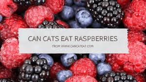 It's impossible to calculate exactly how much chocolate it takes to make a cat ill, as every animal's metabolism is different. 16 Facts About Can Cats Eat Raspberries You Should Not Miss It