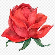 Png Red Rose Flower Vintage Clipart Free Image By Rawpixel Com Boom Red Rose Flower Rose Clipart Red Roses