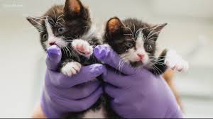 Kittens Rescued From Fire By Firefighters Ready For Adoption 9news Com