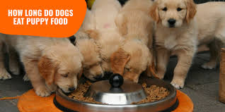 Wondering how much food to feed your golden retriever puppy? How Long Do Dogs Eat Puppy Food Age Transition Methods