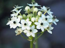 Image result for Ornithogalum seineri