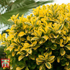 Image result for ligustrum ovalifolium