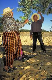 Hand Picking Olives Harvesting Best Method Adopted By Our Farm Too Www Casalesanpietro Net Olive Tree Painting Olive Tree Art School Inspiration