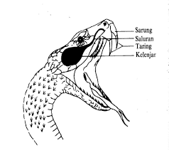 Bantu subrek guys #gambar ular 3d #gambar ular 3d dengan pensil #gambar ular cobra 3d #panji petualang king cobra terbesar. Https Www Wildlife Gov My Images Document Penerbitan Garis 20panduan 20pengendalian 20ular 20yang 20menimbulkan 20konflik Pdf