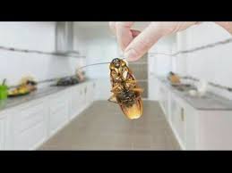 I work at a pest control company, so i'll explain the domestic treatments and you can decide on the worthiness. Cockroach Bhagane Ka Tarika How To Rid Cockroach Youtube Pest Control Pests Pest Removal