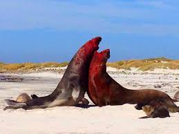 Sea Lion Island Falkland Islands South America Animals Falkland Islands Island