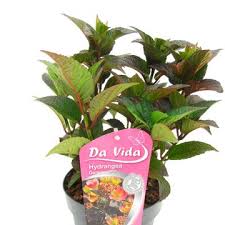 Image result for Hydrangea macrophylla bela obrázek