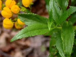 Image result for Calceolariaceae