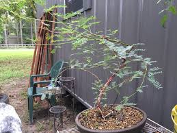 Wired Mesquite Bonsai Tree 2 By Lamorth The Seeker On Deviantart