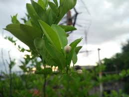 Maybe you would like to learn more about one of these? Bakal Bunga Jeruk Nipis Kebunpedia