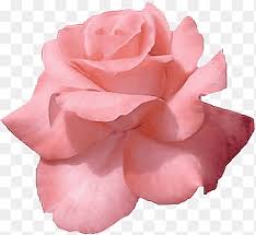 Find & download free graphic resources for rose gold. Pink Flowers Rose Gold Floral Backgrounds Floribunda Flower Png Pngegg