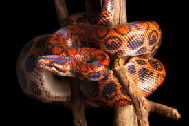 Check out our rainbow python selection for the very best in unique or custom, handmade pieces iridescent mystic snake print on black suede, embossed black suede, rainbow, snake print. The Best 13 Black Rainbow Ball Python Paisuwata