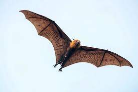 If you spot a wild animal in need of help, resist the urge to adopt it as a pet. Can You Keep Bats As Pets At Your Home Pets Nurturing