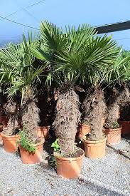Palmen Center Hanfpalme Trachycarpus Fortunei Stammlange 120 130 Cm Amazon De Garten Hanfpalme Palmen Garten
