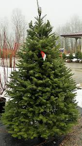 Here are beautiful globes of patriots color for your christmas tree. Christmas Trees Zema S Nursery