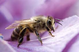 Check spelling or type a new query. How To Get Rid Of Bees Safely Effectively Responsibly Pestkilled