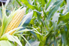Piantare mais non è molto complicato perché è una pianta che si adatta bene a qualunque tipo di terreno sarchiatura mais. Linea Di Protezione Per Il Mais Agronotizie Difesa E Diserbo