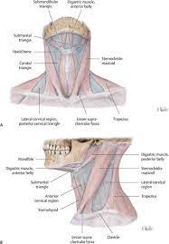Anterior to the trachea in the neck is the isthmus of the thyroid gland at about the level of the second to fourth tracheal cartilages; 1 The Anatomy And Physiology Of The Neck Ento Key
