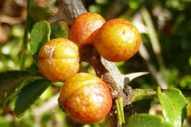 Image result for Zanthoxylum chalybeum