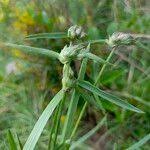 Image result for Cyanotis lanata