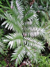 Image result for Ptisana