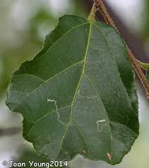 Image result for Grewia sulcata