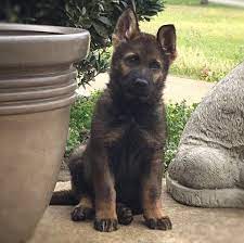 I'm looking for a free pitbull/german shepherd puppy. Puppies At Willingham S Shepherds In North Mississippi Willingham S Shepherds