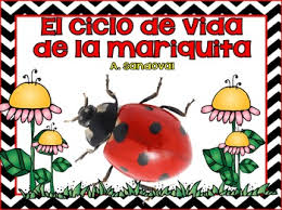 What Is Spanish For Ladybird