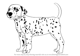Finally, draw its belly and color this dog. Learn How To Draw A Dalmatian Dog Dogs Step By Step Drawing Tutorials