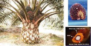 Image result for Elaeis