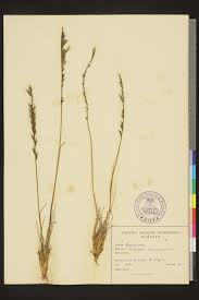 Image result for Tripogon