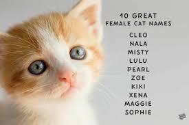 Check the names you like the best to save them to your list. 100 Great Names For Cats How Should We Call Our Furry Ball