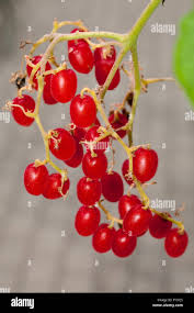 Image result for Cyphostemma lanigerum