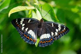 Image result for Limenitis populi