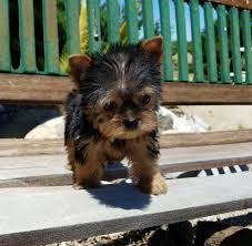 We have gorgeous yorkshire terrier puppies for. Yorkshire Terrier Puppy For Sale In Los Angeles Ca Adn 33197 On Puppyfinder Com Gender Yorkshire Terrier Puppies Yorkshire Terrier Yorkshire Terrier Training