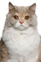 As cats age, they might get more particular about their litterbox. Cat Diarrhea