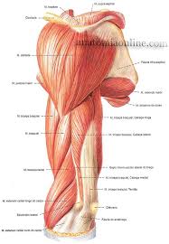 Musculos Do Membro Superior Anatomia Online Musculos Do Braco Anatomia Do Corpo Humano Anatomia Corpo Humano