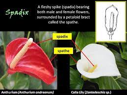 Anthurium Flower Structure Best Flower Wallpaper