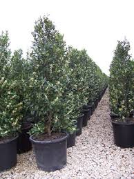 Noteworthy characteristicsuseful for hedging and screening. Prunus Caroliniana Compacta Cherry Laurel Compact From Mortellaros