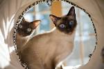 Siamese Cat Behavior - VetInfo