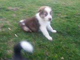 Check spelling or type a new query. Australian Border Collie Puppies For Sale