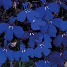 Image result for lobelia combine composition